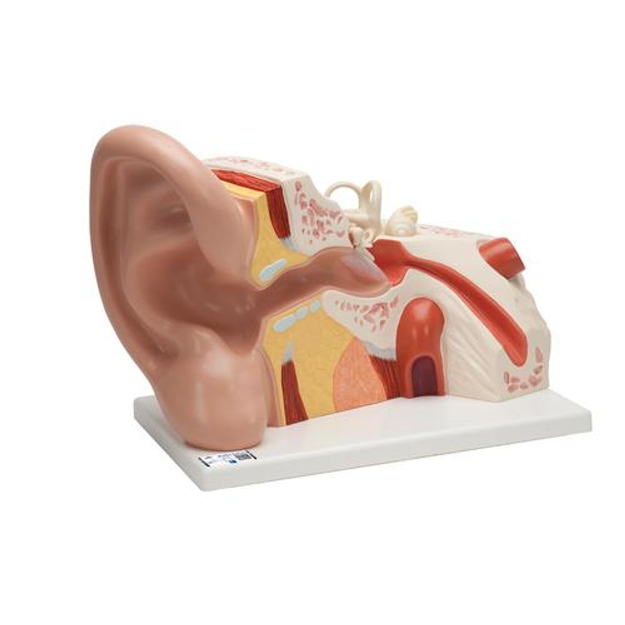 5 Times Life-Size Giant Ear Anatomy Model 3 Parts