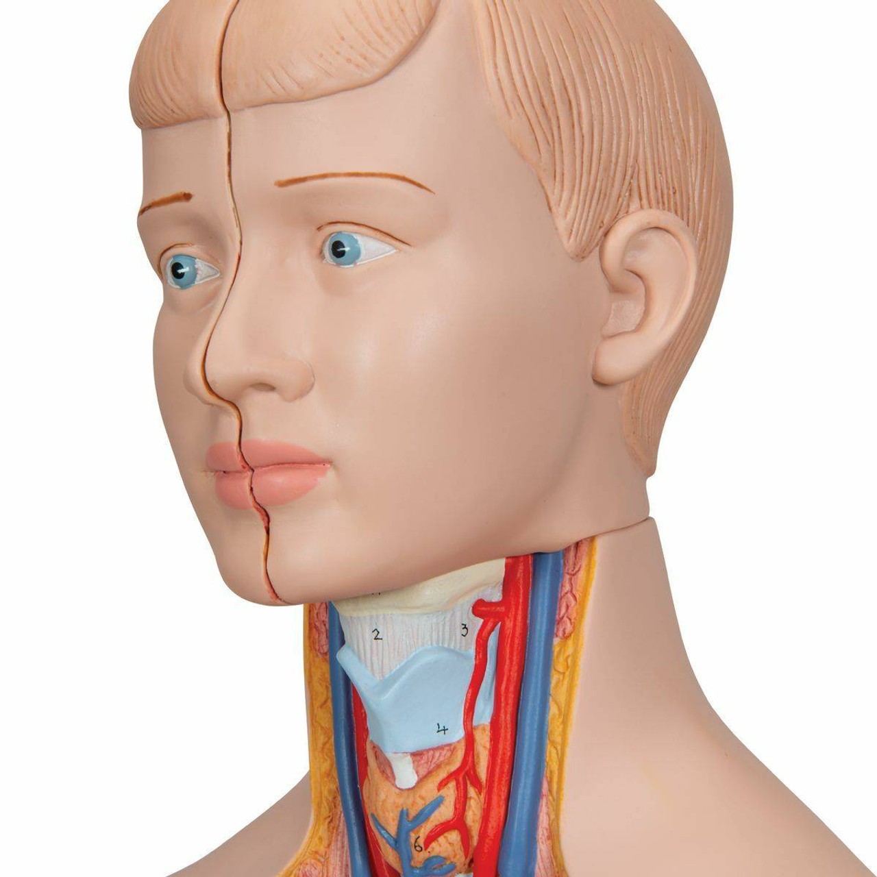 Mini Desktop Human Torso Anatomy Model 12 Parts