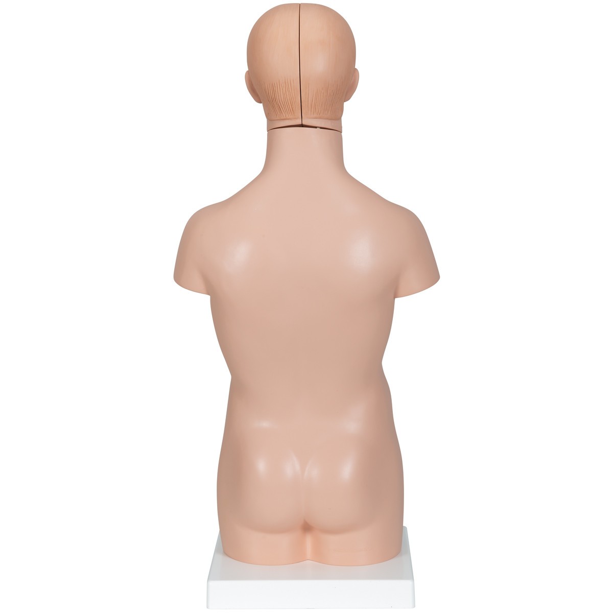 Mini Desktop Human Torso Anatomy Model 12 Parts