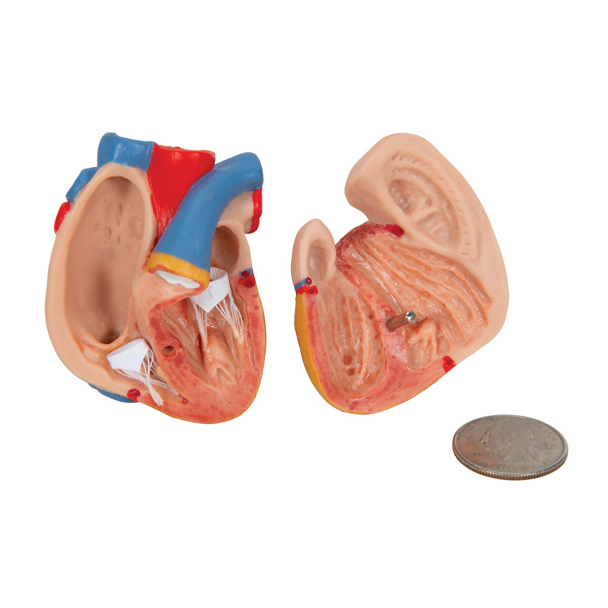 Mini Desktop Human Torso Anatomy Model 12 Parts