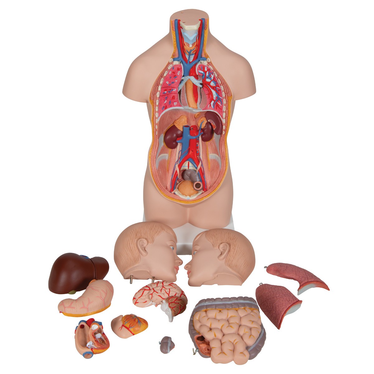 Mini Desktop Human Torso Anatomy Model 12 Parts