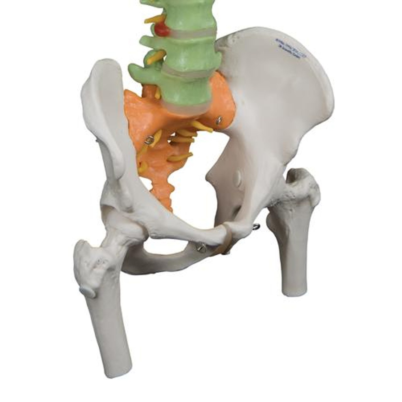 Didactic Flexible Spinal Column Anatomy Model