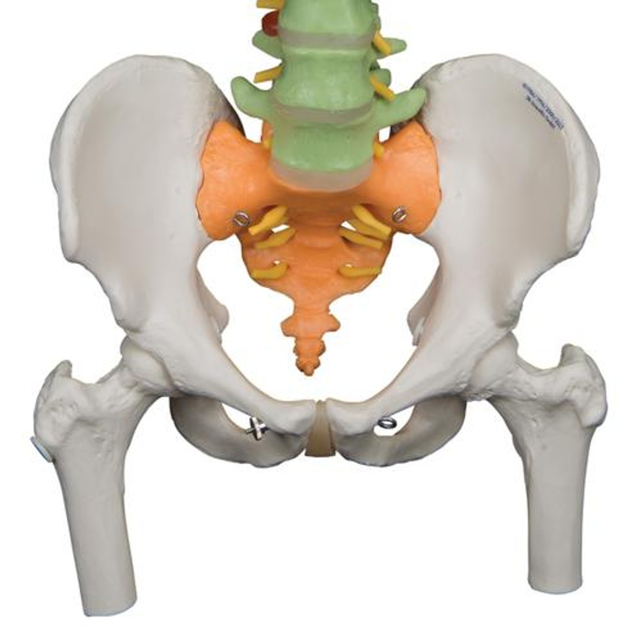 Didactic Flexible Spinal Column Anatomy Model