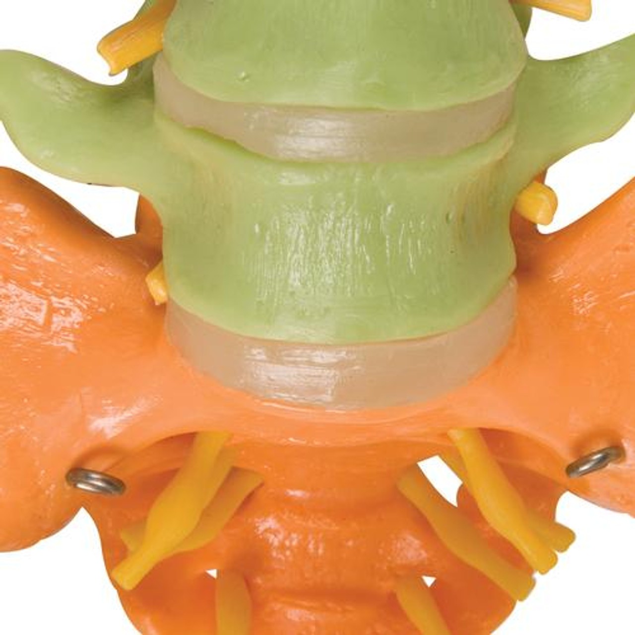 Didactic Flexible Spinal Column Anatomy Model