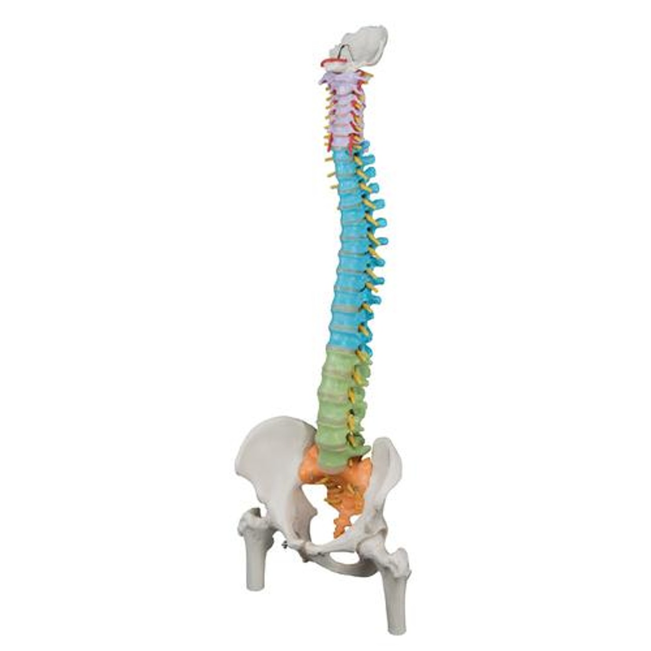 Didactic Flexible Spinal Column Anatomy Model