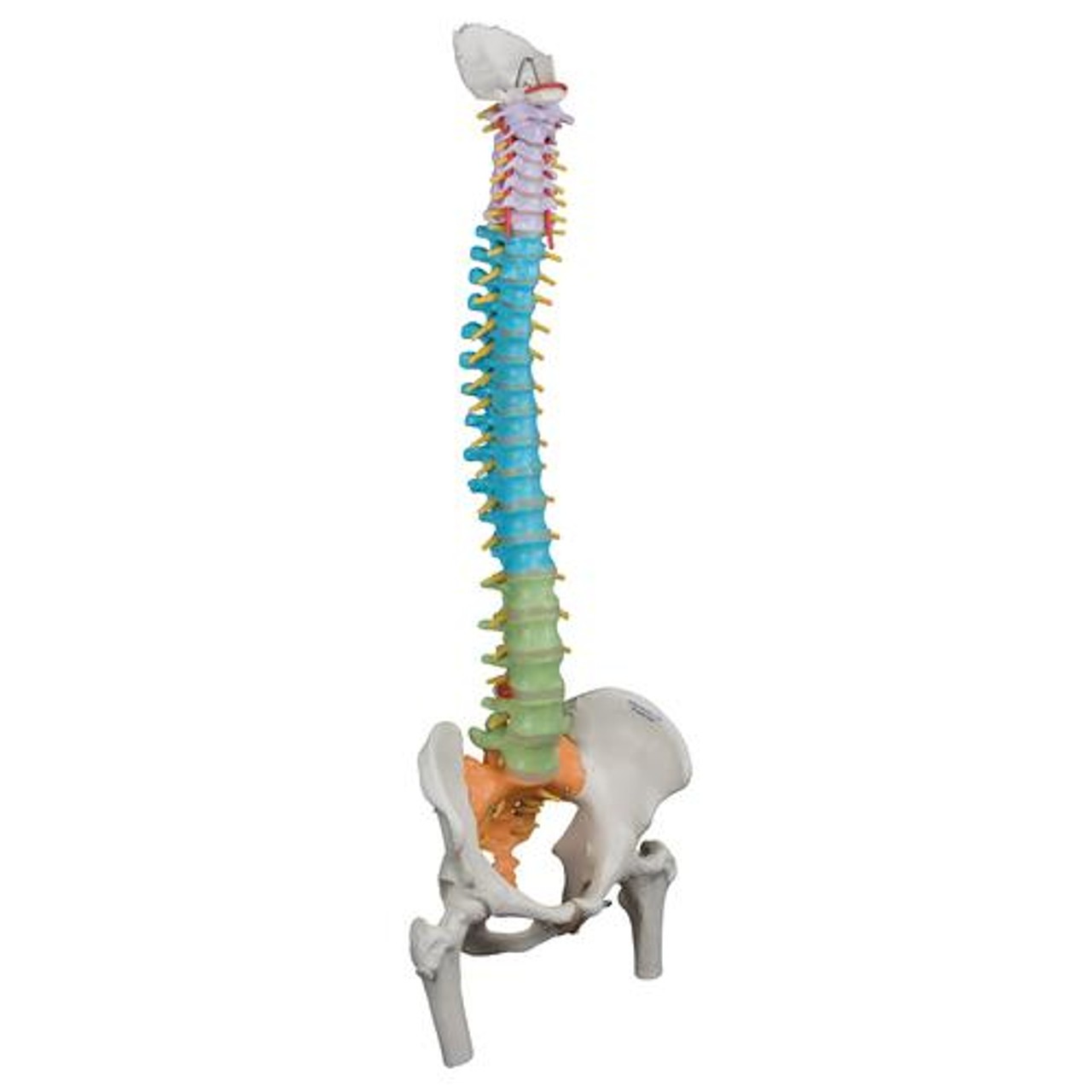 Didactic Flexible Spinal Column Anatomy Model