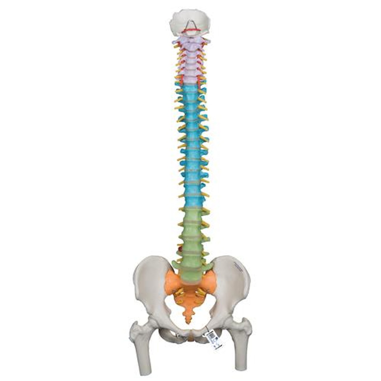 Didactic Flexible Spinal Column Anatomy Model