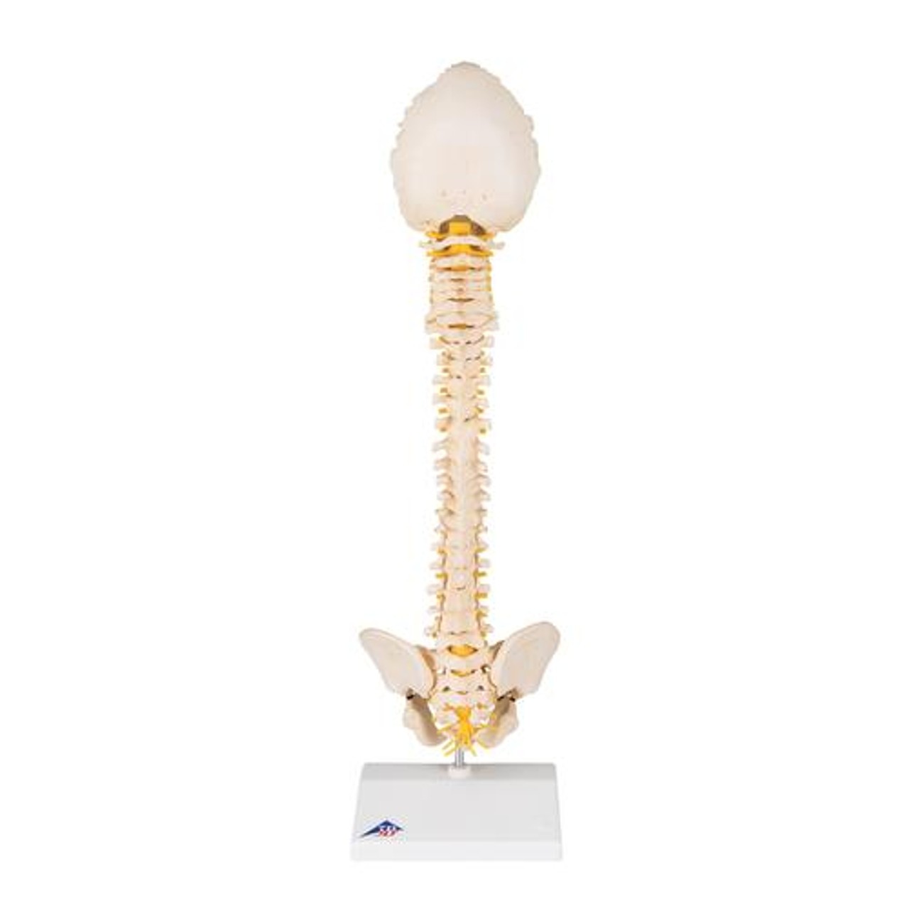 3B Bonelike Pediatric Spinal Column Anatomy Model