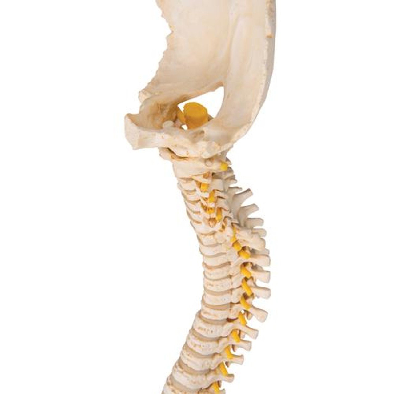 3B Bonelike Pediatric Spinal Column Anatomy Model