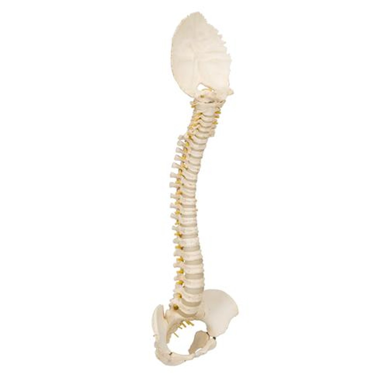 3B Bonelike Pediatric Spinal Column Anatomy Model