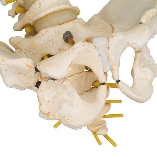 3B Scientific 3B Bonelike Pediatric Spinal Column Anatomy Model