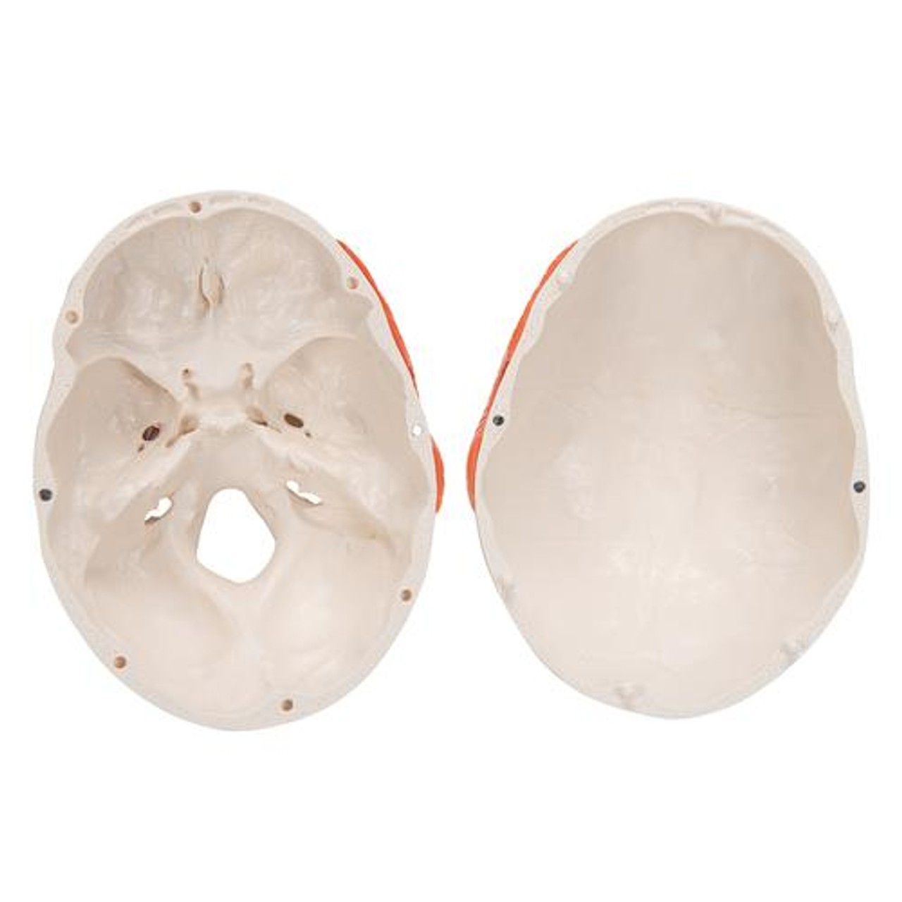 Functional Human Skull Anatomy Model 2 Parts