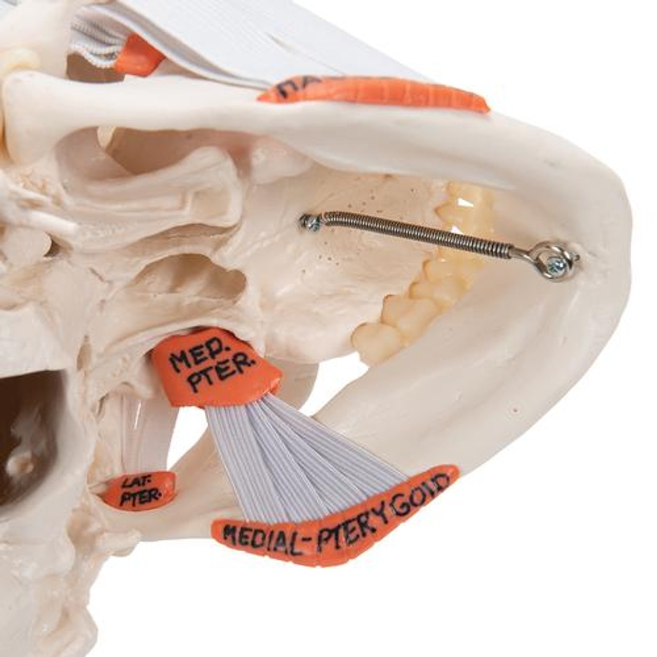 Functional Human Skull Anatomy Model 2 Parts