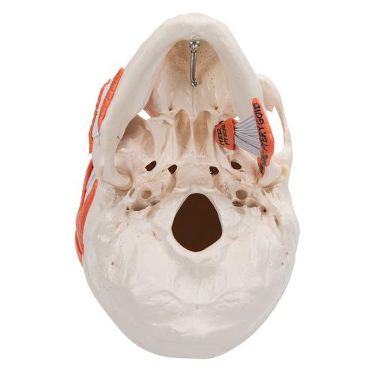 Functional Human Skull Anatomy Model 2 Parts