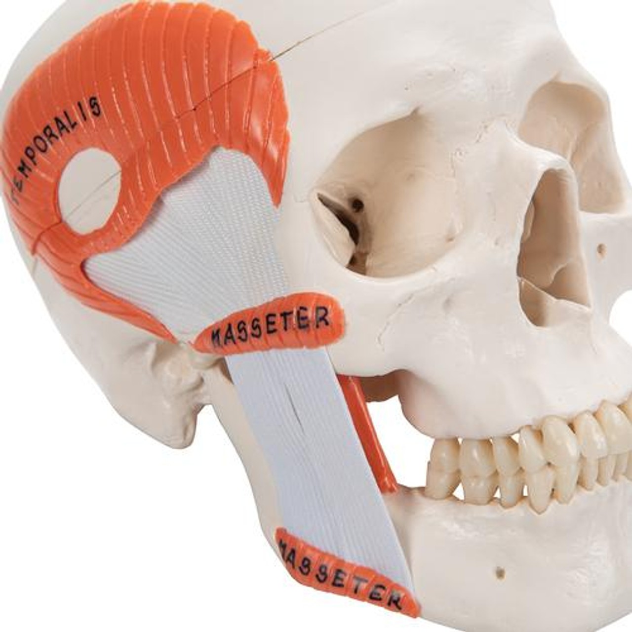 Functional Human Skull Anatomy Model 2 Parts