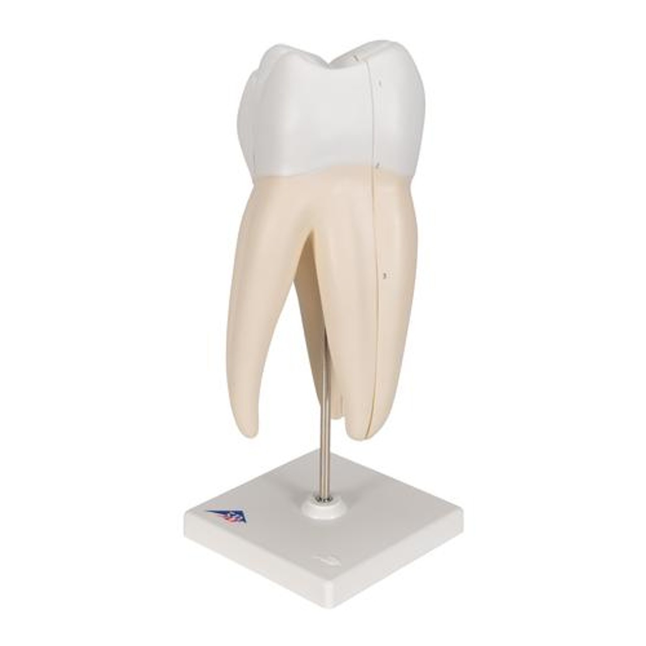 Upper Triple-Root Molar Tooth Anatomy Model