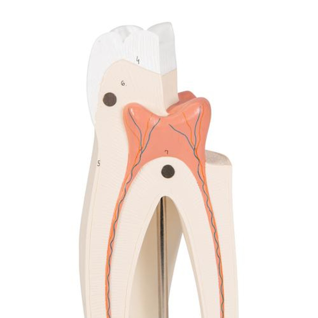 Upper Triple-Root Molar Tooth Anatomy Model