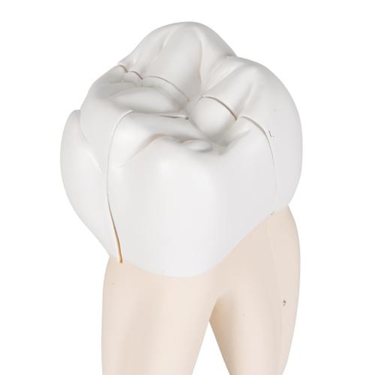 Upper Triple-Root Molar Tooth Anatomy Model