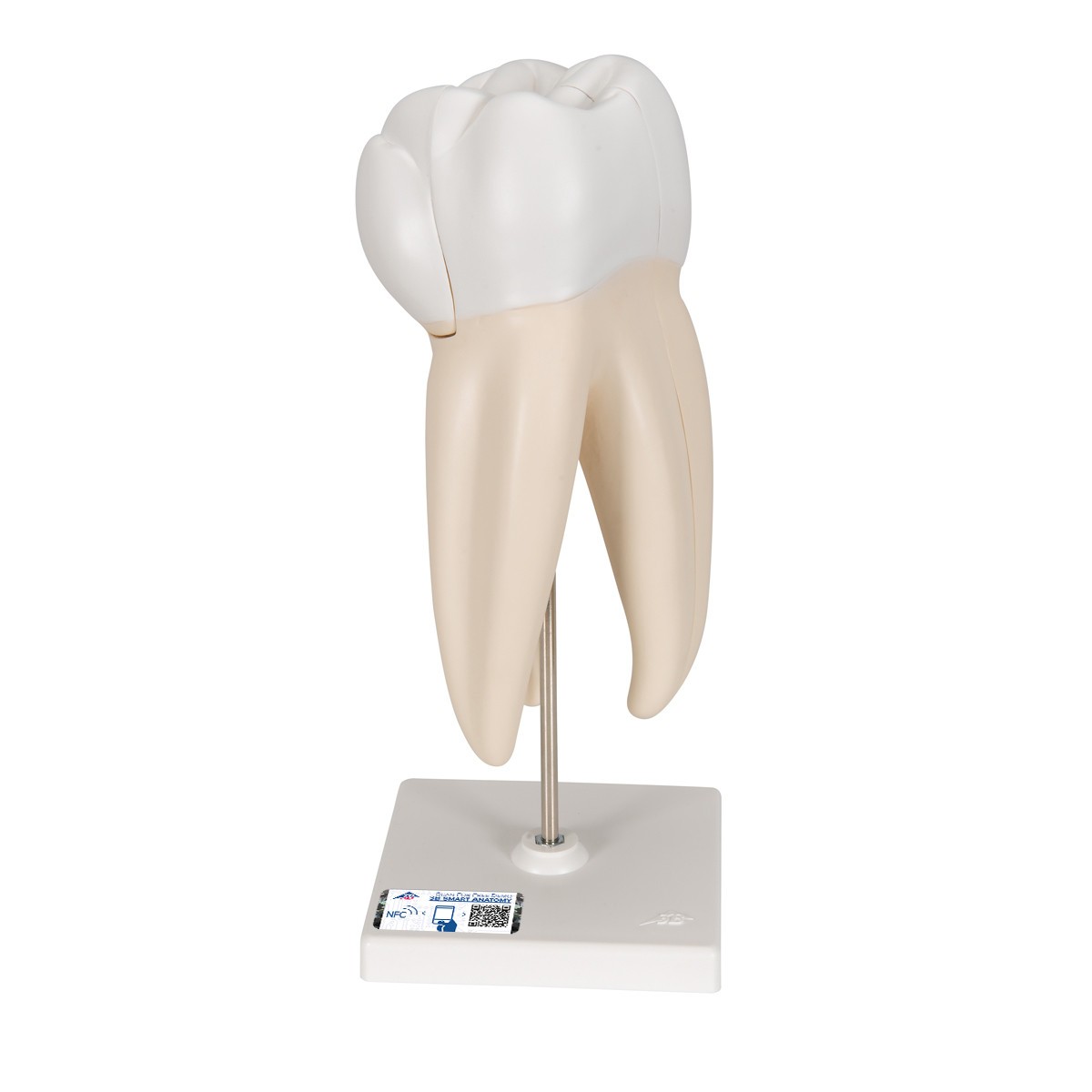 Upper Triple-Root Molar Tooth Anatomy Model
