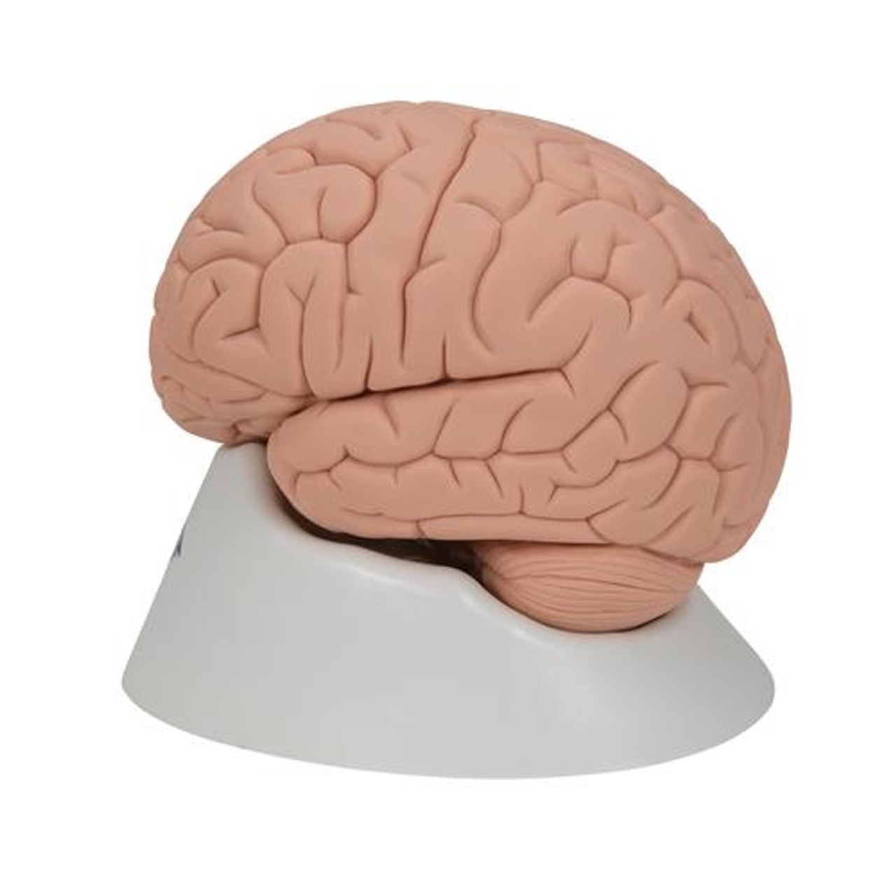 Economy Human Brain Anatomy Model 2 Parts