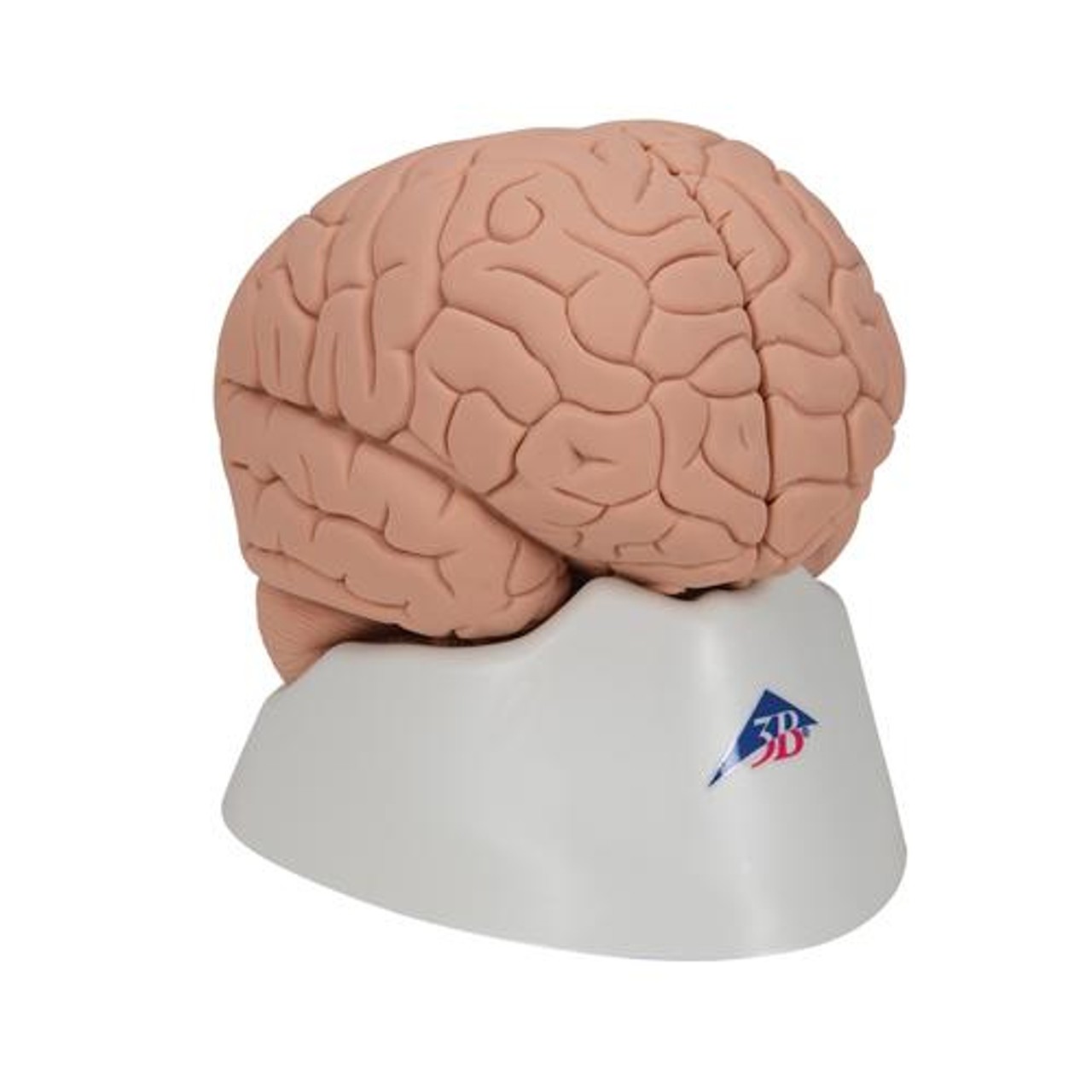 Economy Human Brain Anatomy Model 2 Parts