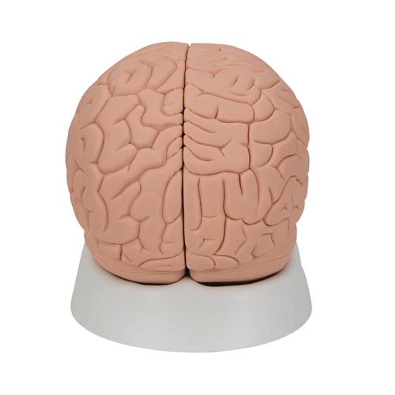Economy Human Brain Anatomy Model 2 Parts