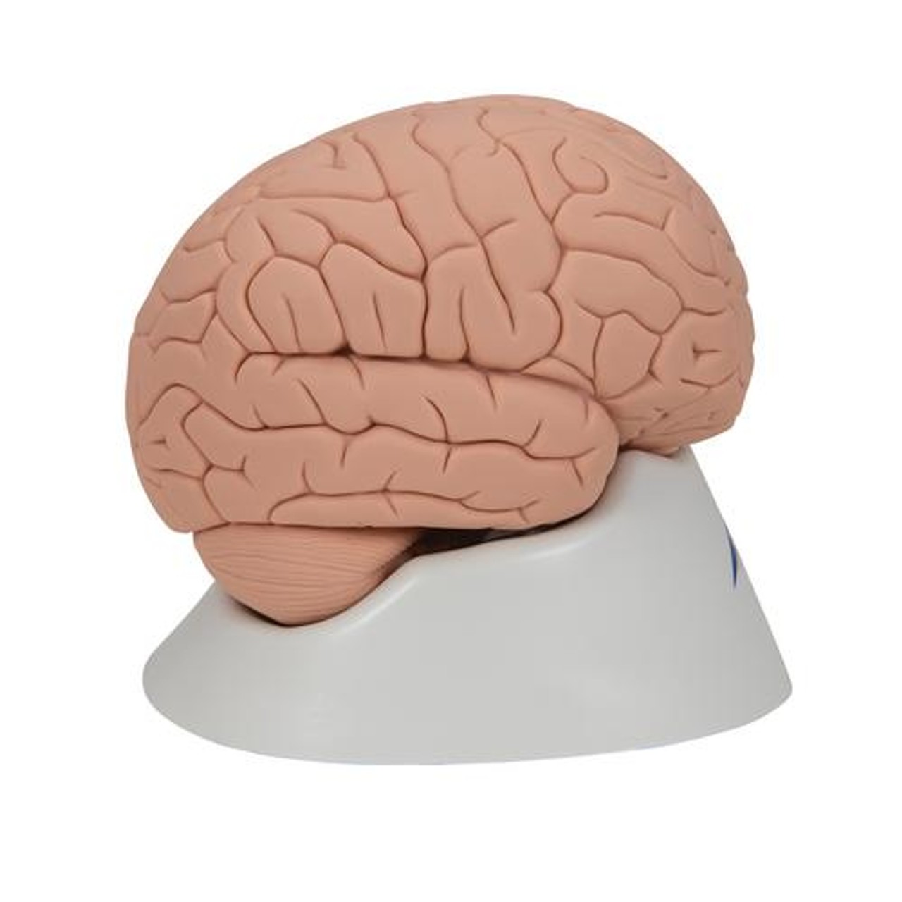 Economy Human Brain Anatomy Model 2 Parts