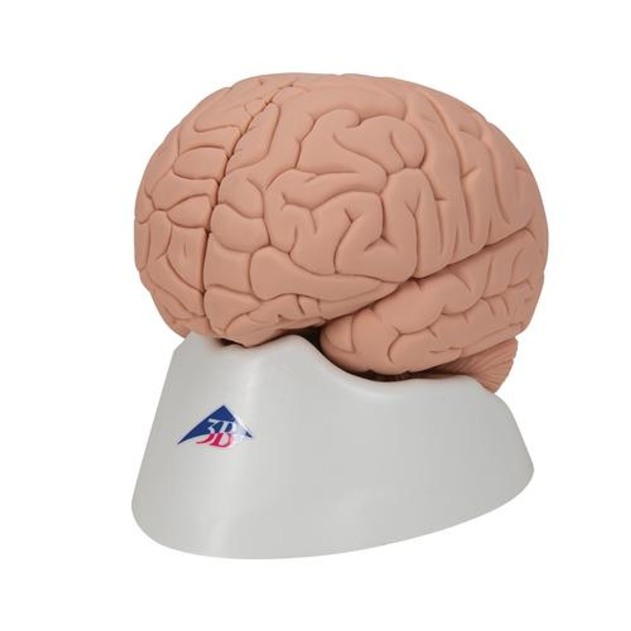 Economy Human Brain Anatomy Model 2 Parts