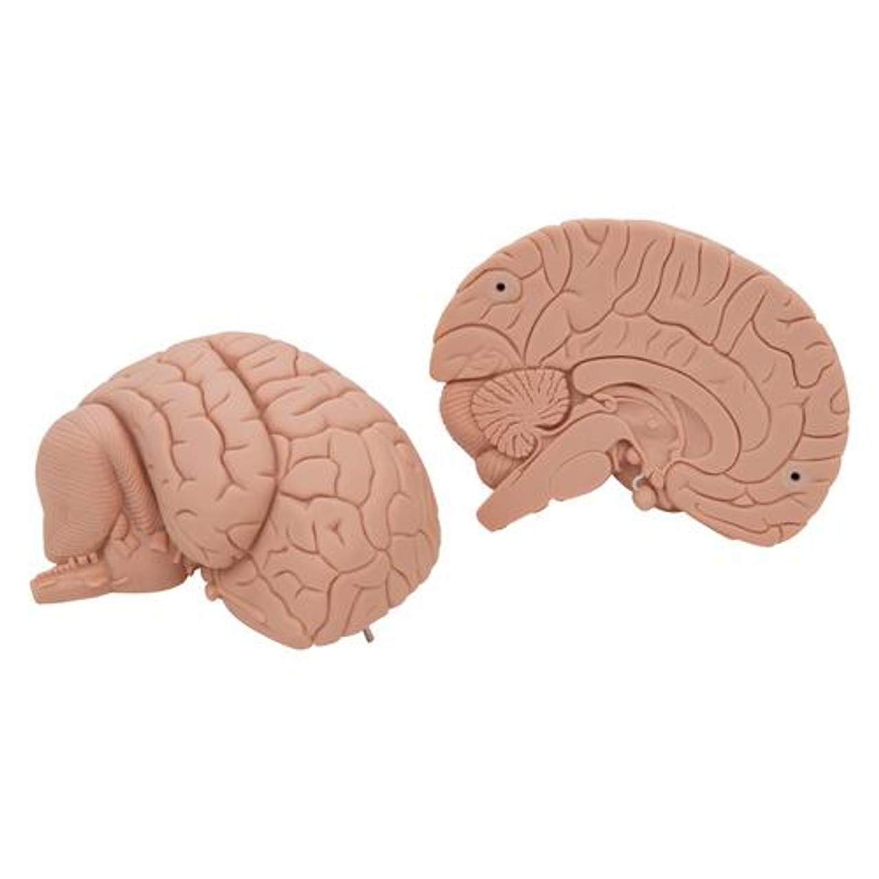 Economy Human Brain Anatomy Model 2 Parts