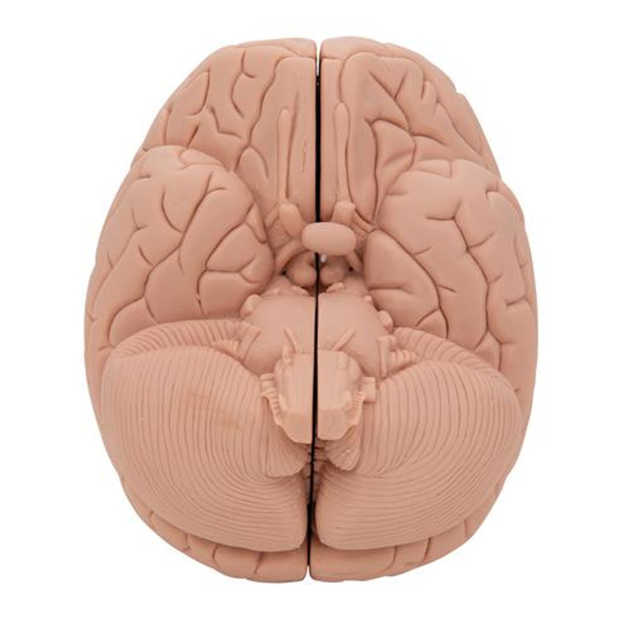 Economy Human Brain Anatomy Model 2 Parts