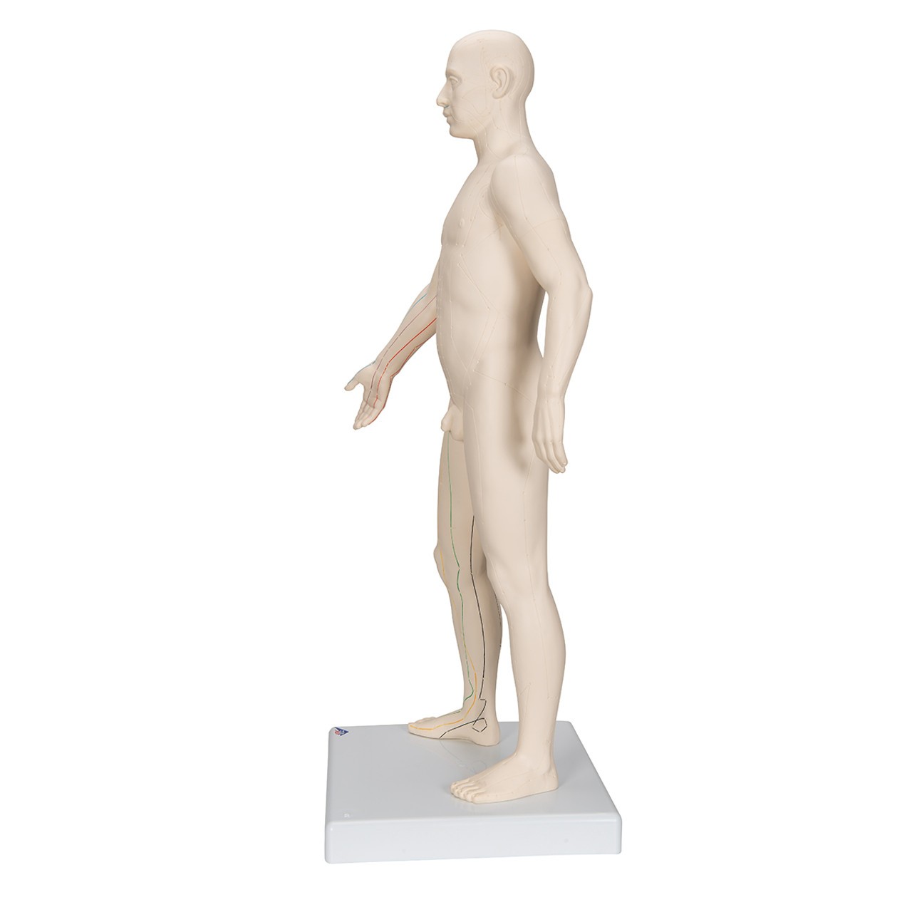 Male Acupuncture Points Anatomy Model view from right side