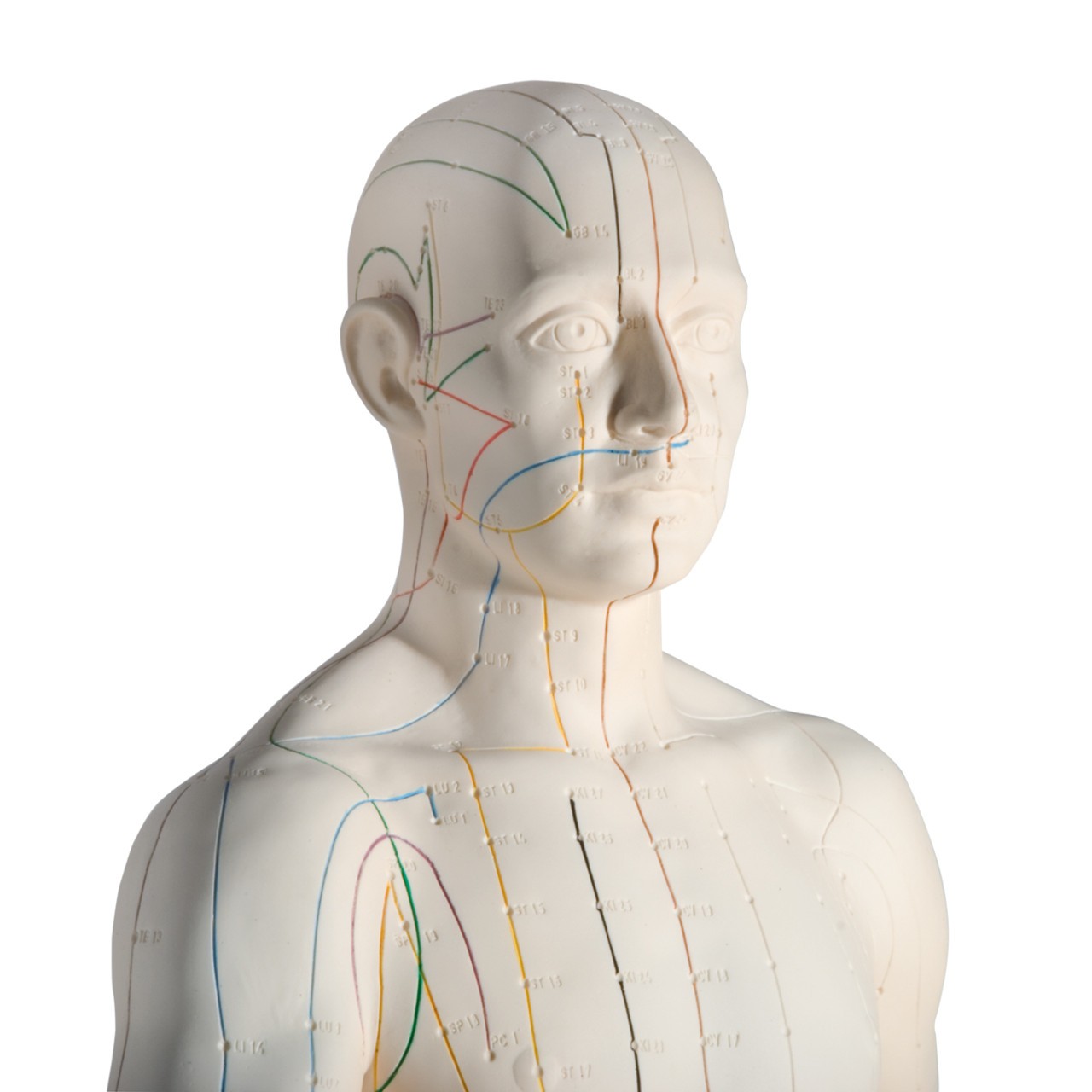Male Acupuncture Points Anatomy Model head and neck view