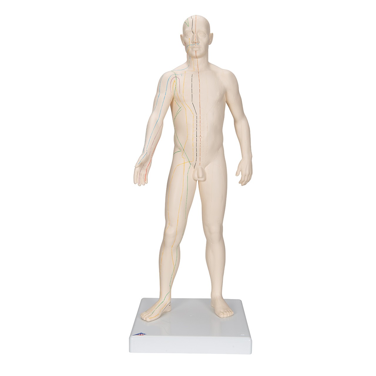 Male Acupuncture Points Anatomy Model frontal view