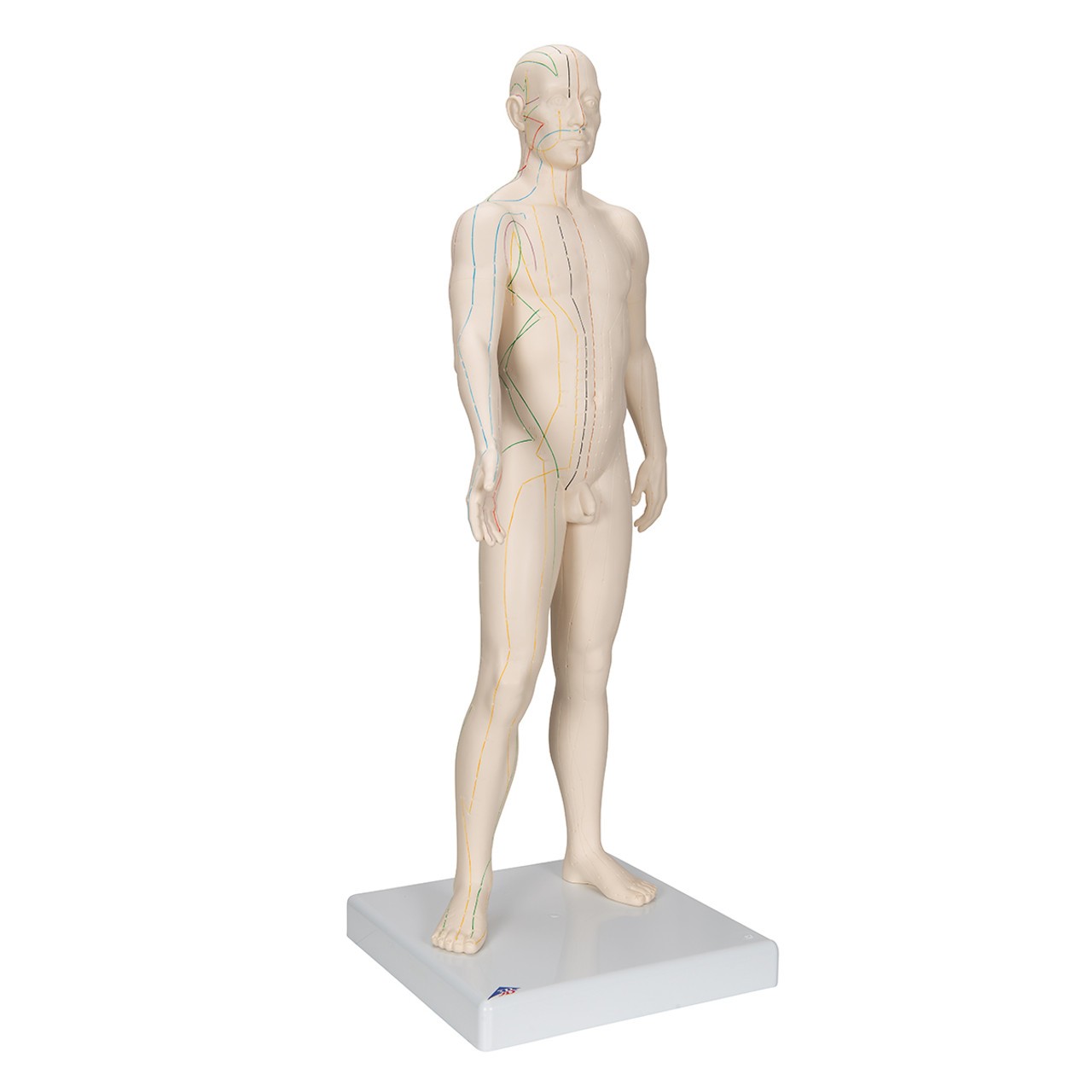 Male Acupuncture Points Anatomy Model side view from left