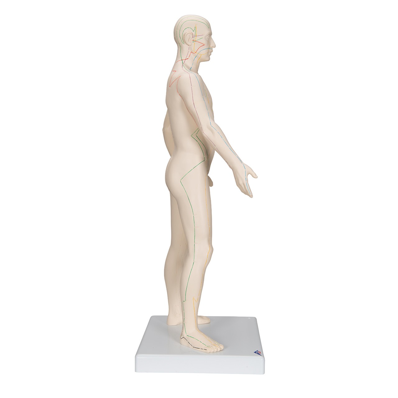 Male Acupuncture Points Anatomy Model direct view of left side