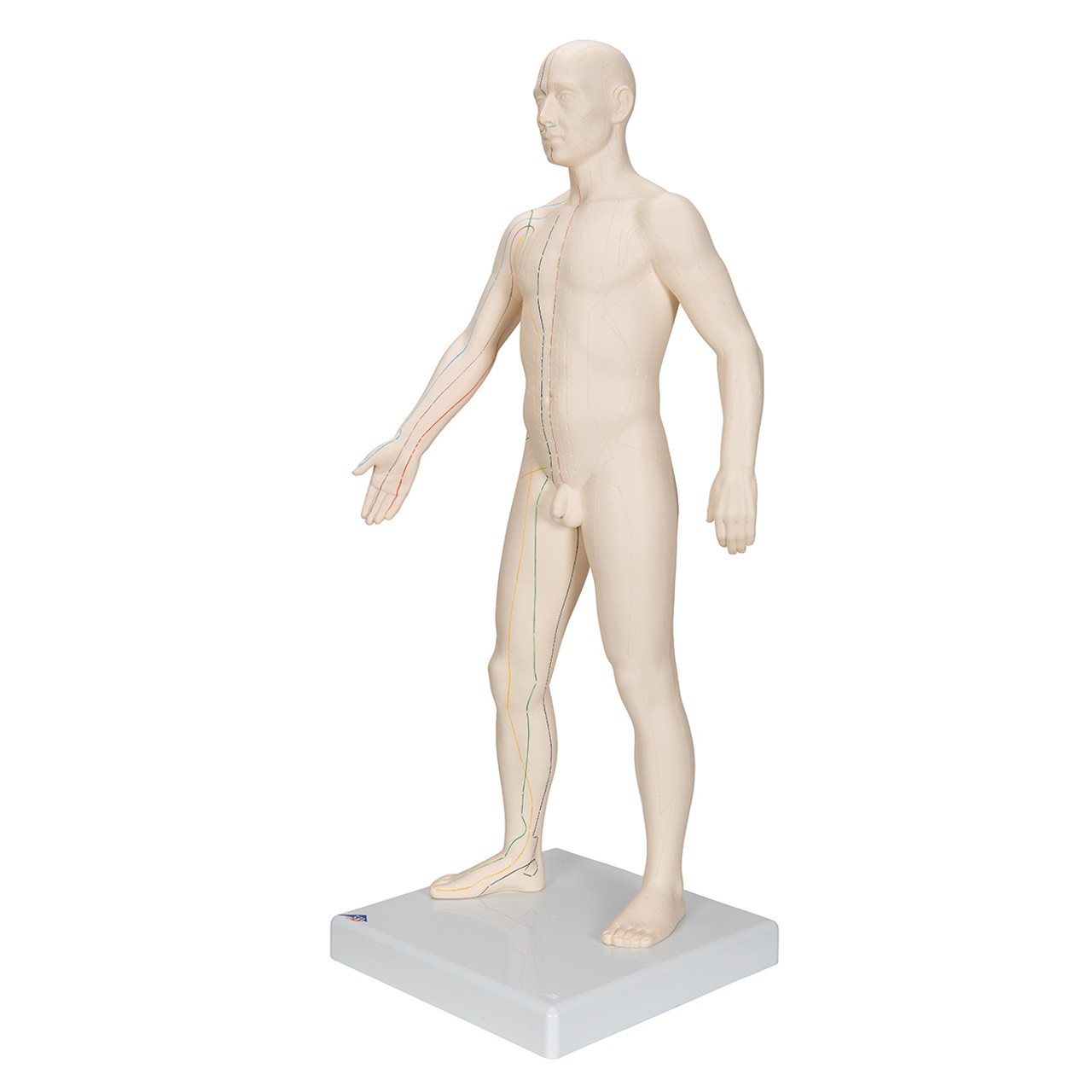 Male Acupuncture Points Anatomy Model frontal right view