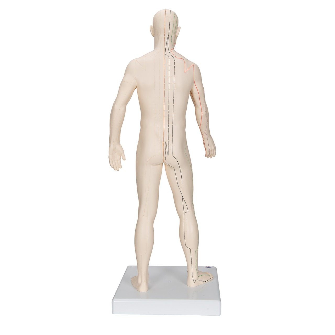 Male Acupuncture Points Anatomy Model rear view