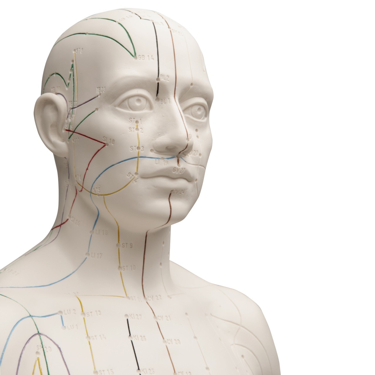 Male Acupuncture Points Anatomy Model close up of head with acupuncture detail