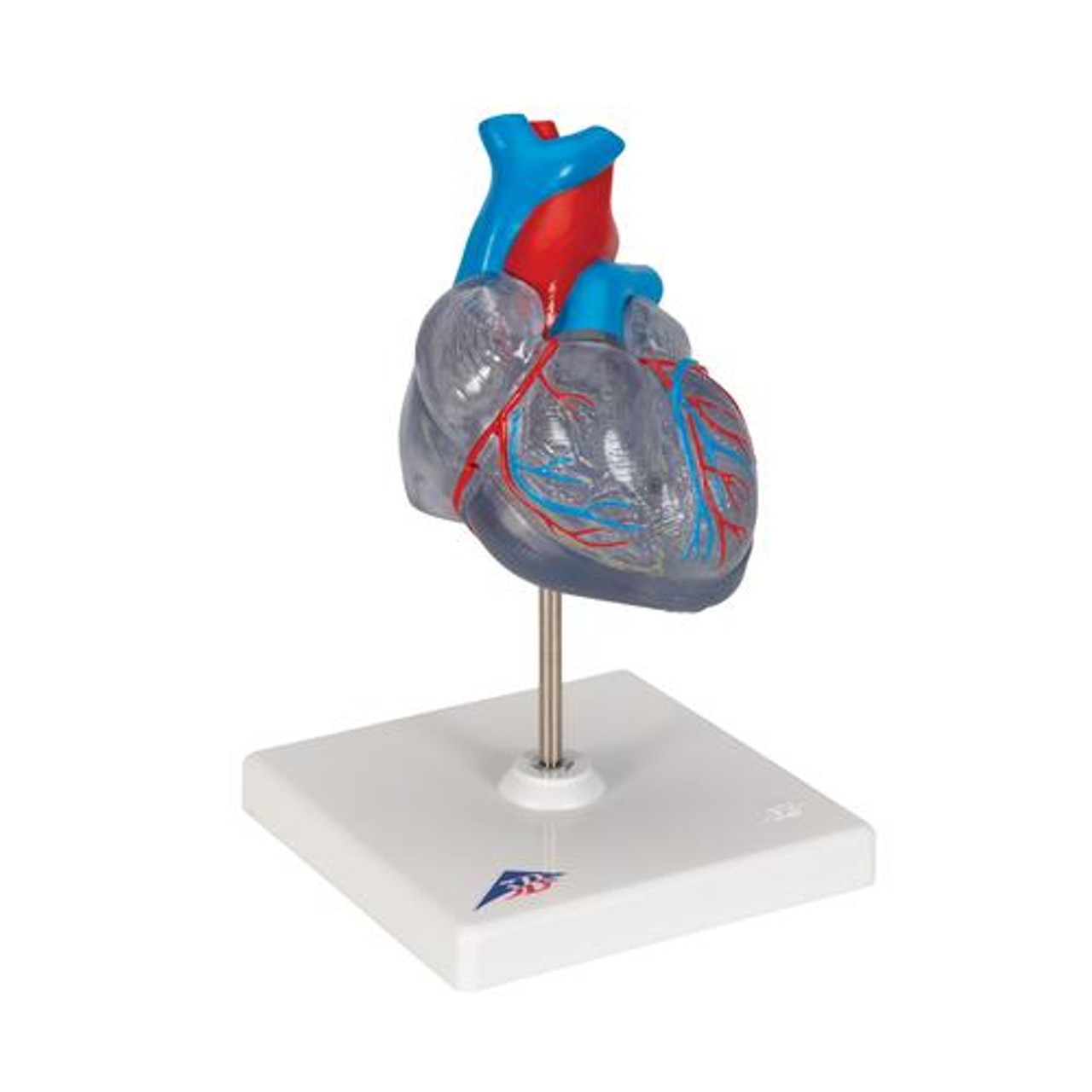 Classic Heart Anatomy Model