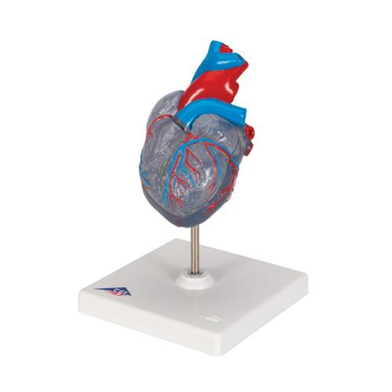 Classic Heart Anatomy Model