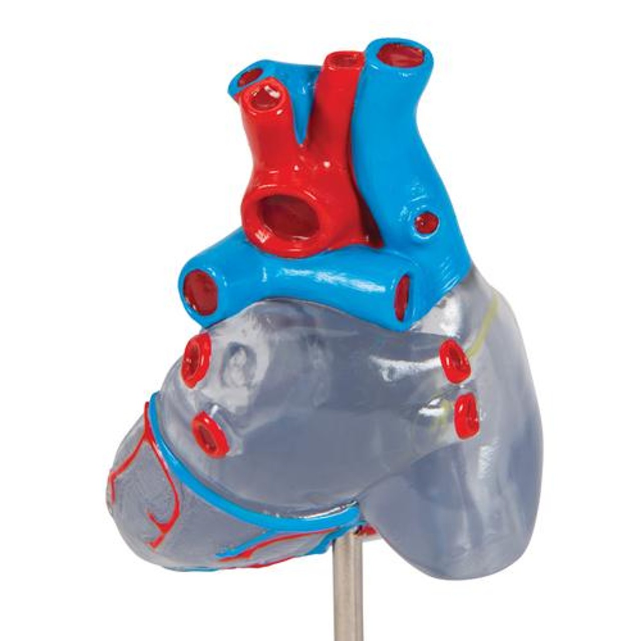 Classic Heart Anatomy Model