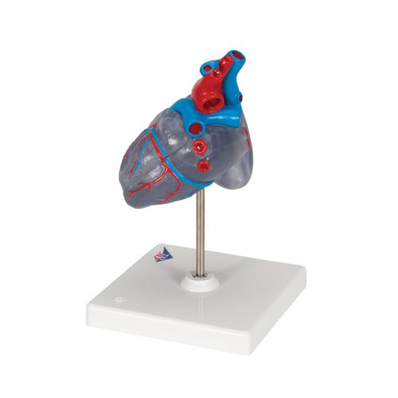 Classic Heart Anatomy Model