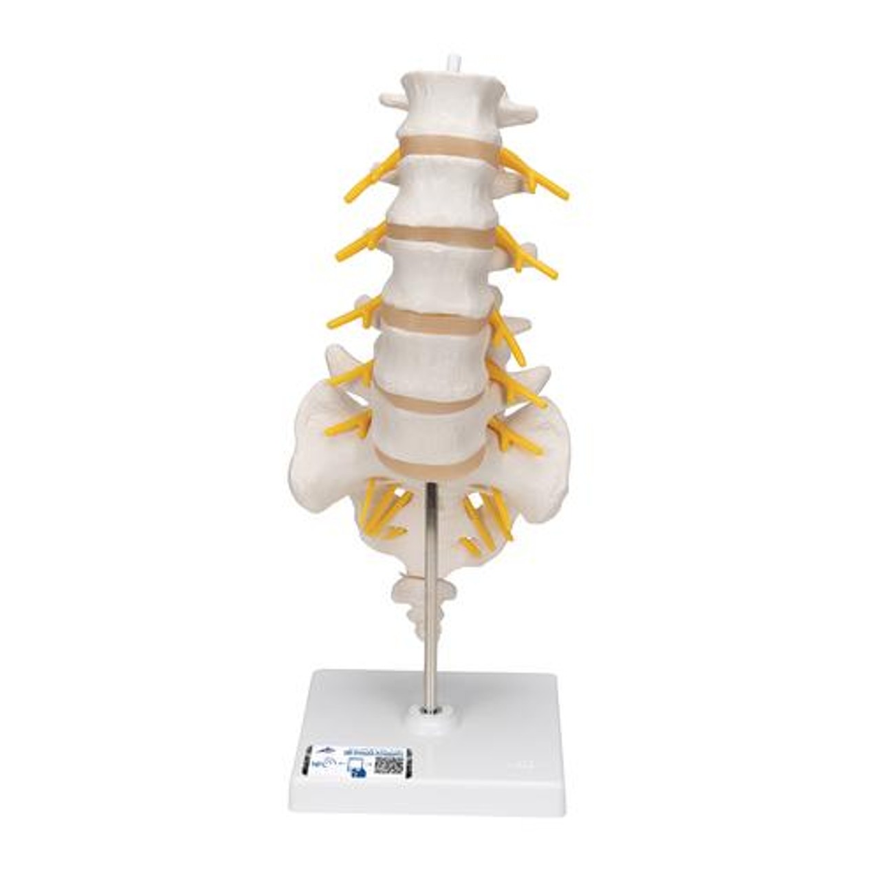 Human Lumbar Spinal Column Anatomy Model