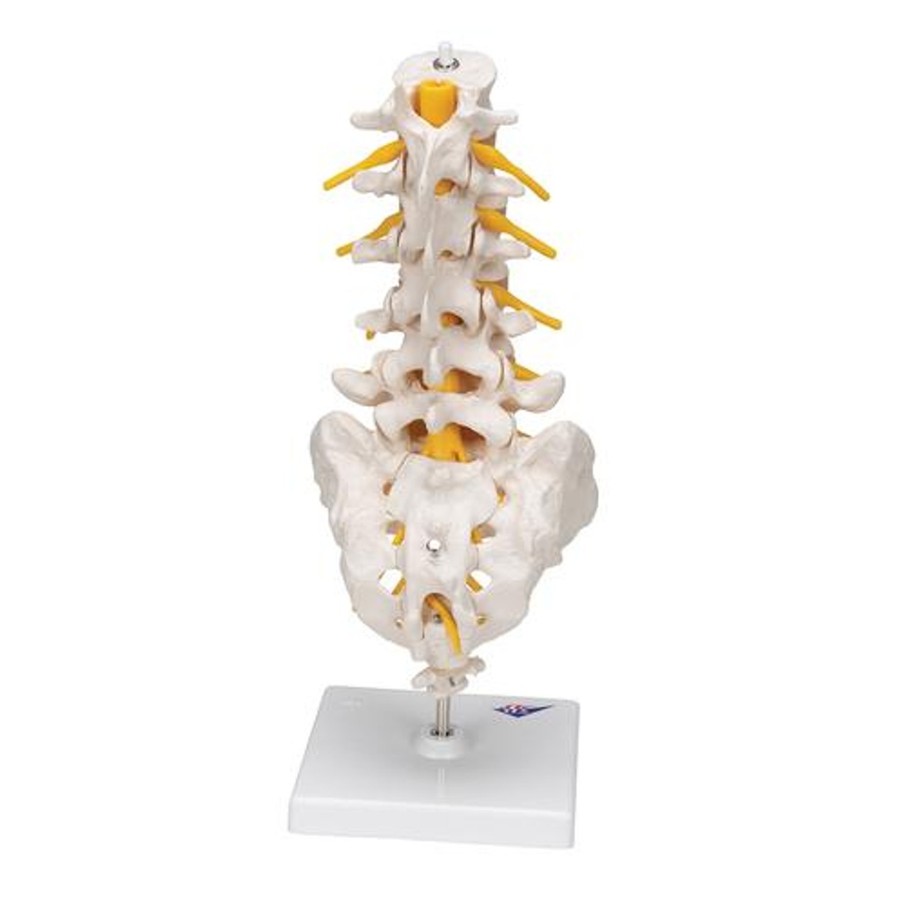Human Lumbar Spinal Column Anatomy Model