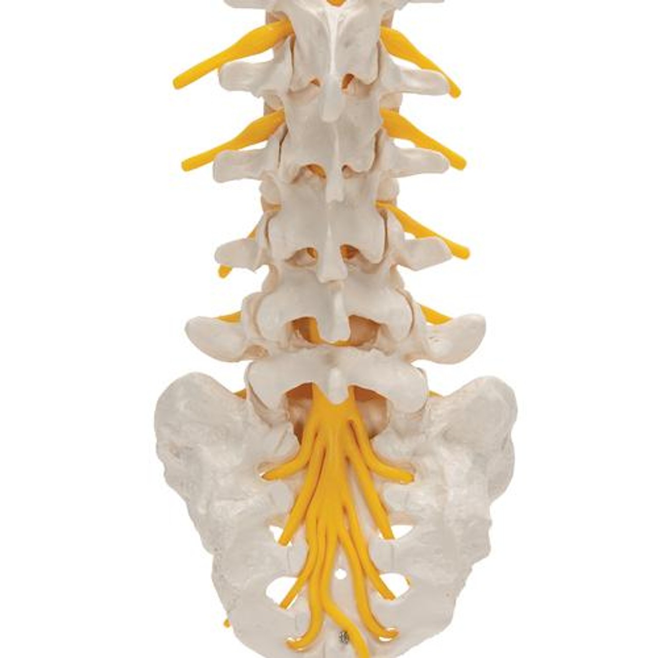 Human Lumbar Spinal Column Anatomy Model