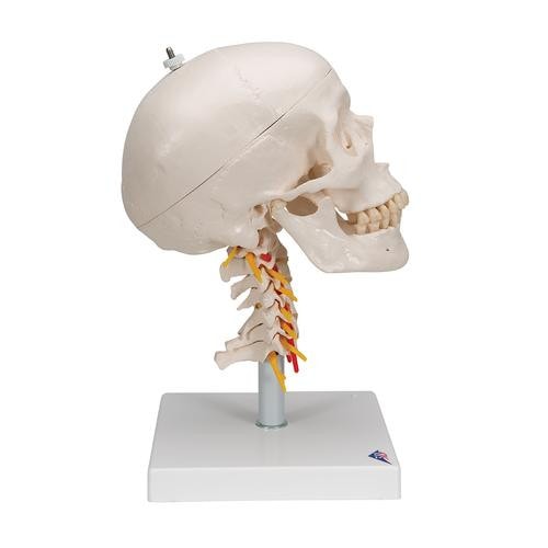 3B Scientific Classic Human Skull Anatomy Model On Cervical Spine