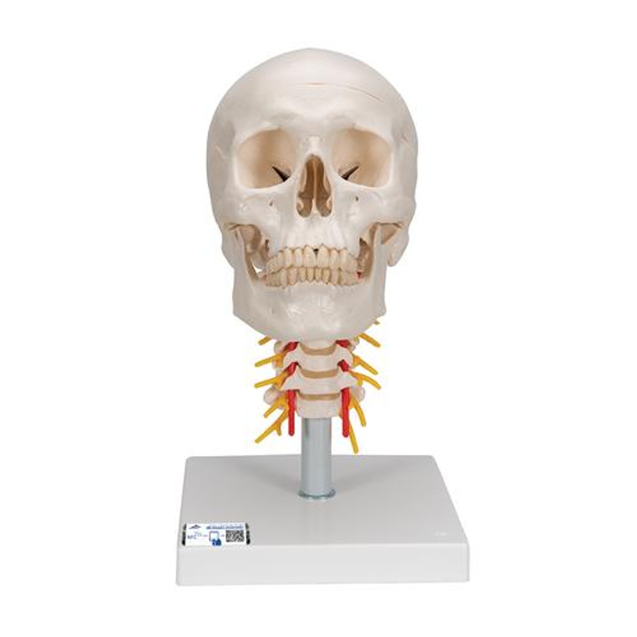 Classic Human Skull Anatomy Model On Cervical Spine