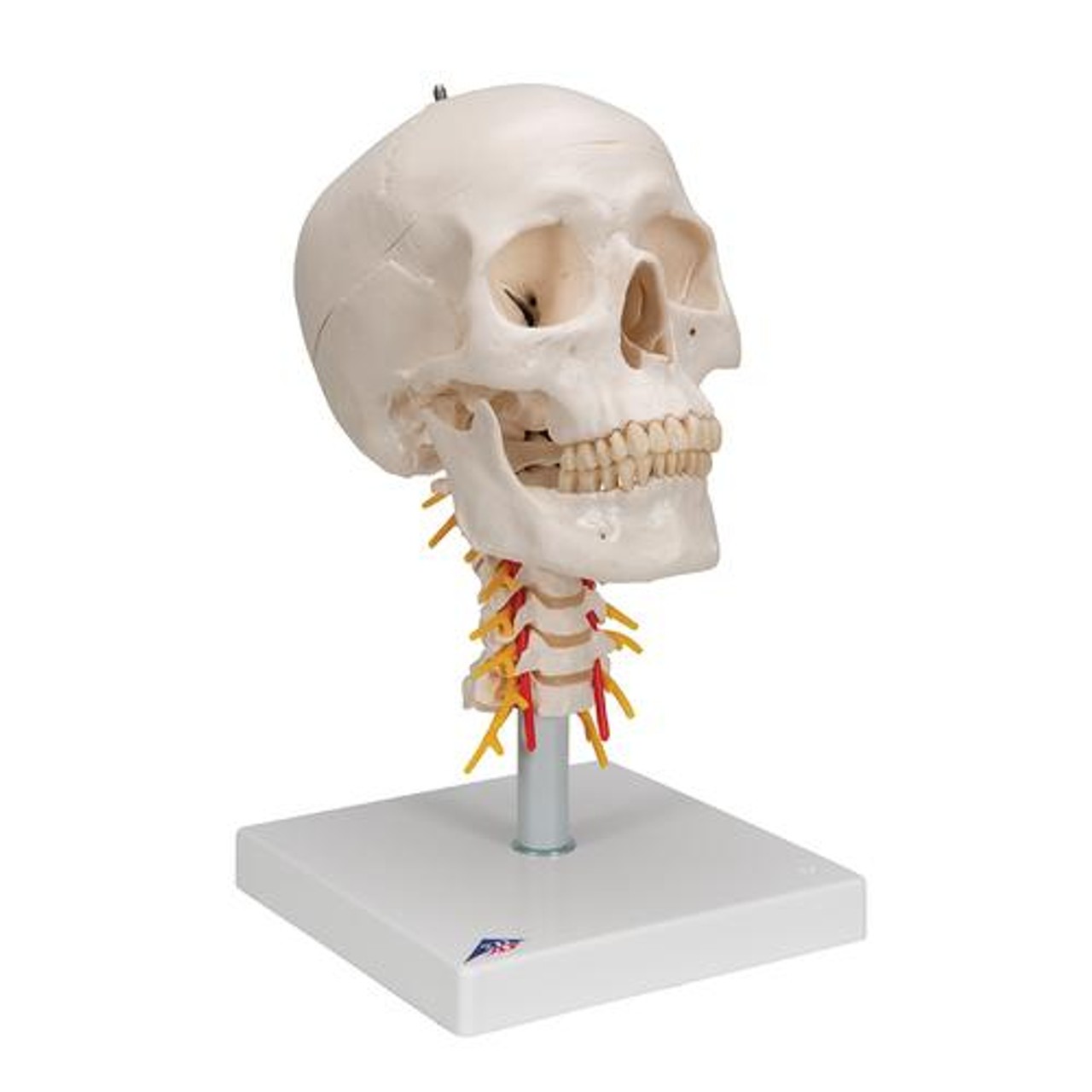 Classic Human Skull Anatomy Model On Cervical Spine