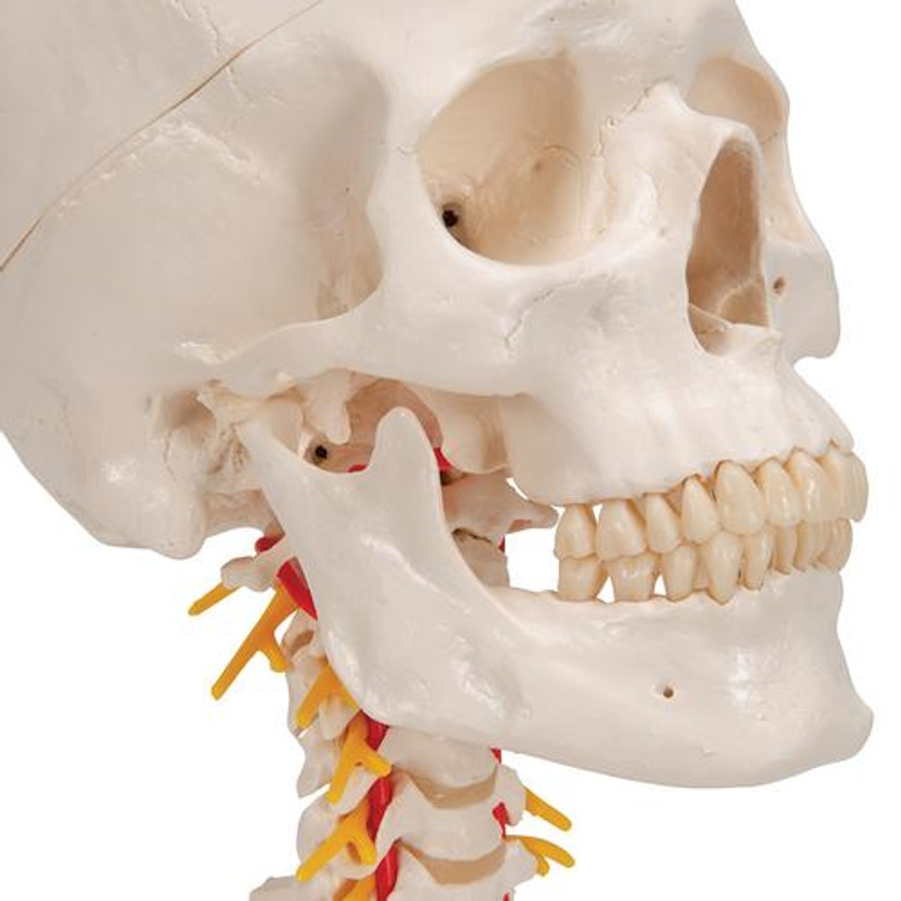 Classic Human Skull Anatomy Model On Cervical Spine