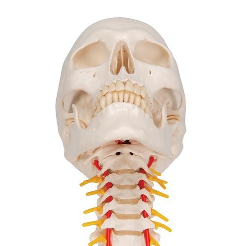 3B Scientific Classic Human Skull Anatomy Model On Cervical Spine